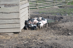 Killikus&reg; Fotographie